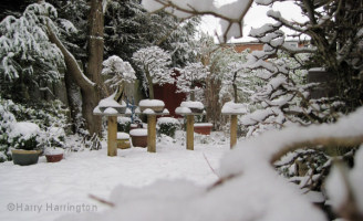 Bonsai In The Snow 